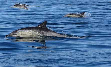 Passeio de Observação de Golfinhos no Algarve