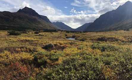 Flora e fauna caminham pela natureza nos Alpes de Glen
