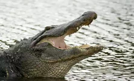 Ingresso para o Wild Florida Gator Park