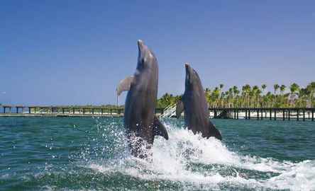 Excursão de natação com golfinhos em Punta Cana