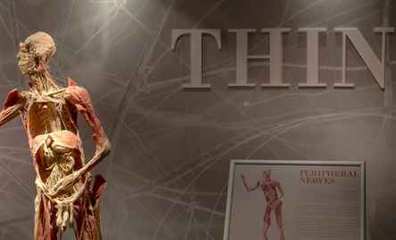 REAL Bodies at Horseshoe Las Vegas: Entry Ticket