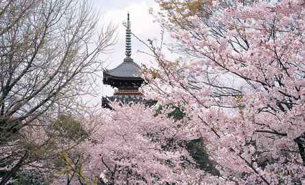 Short Trip to Ueno Park, Tokyo with 1-way Transfer