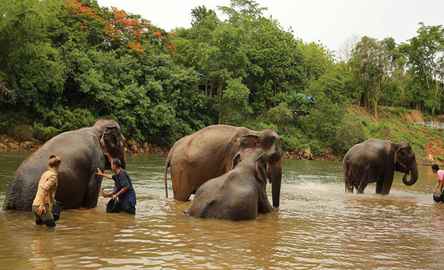 Experiência de elefante em Kanchanaburi - de Bangkok