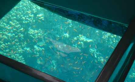 Glass bottom cruise in Aqaba