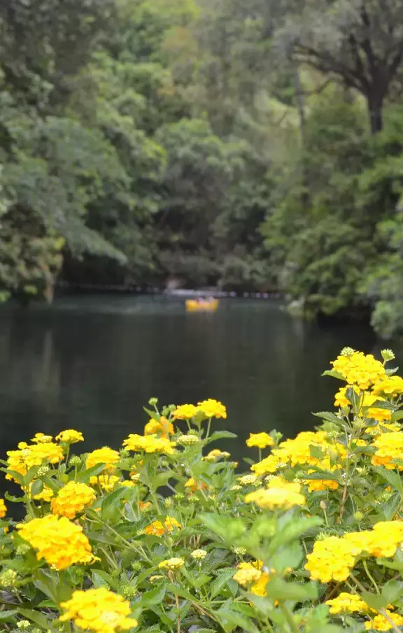Close-up de flores amarelas vibrantes em Caldas Novas, destacando a rica biodiversidade da região. Uma visão encantadora para os amantes da natureza em busca de pacotes de viagens floridos.