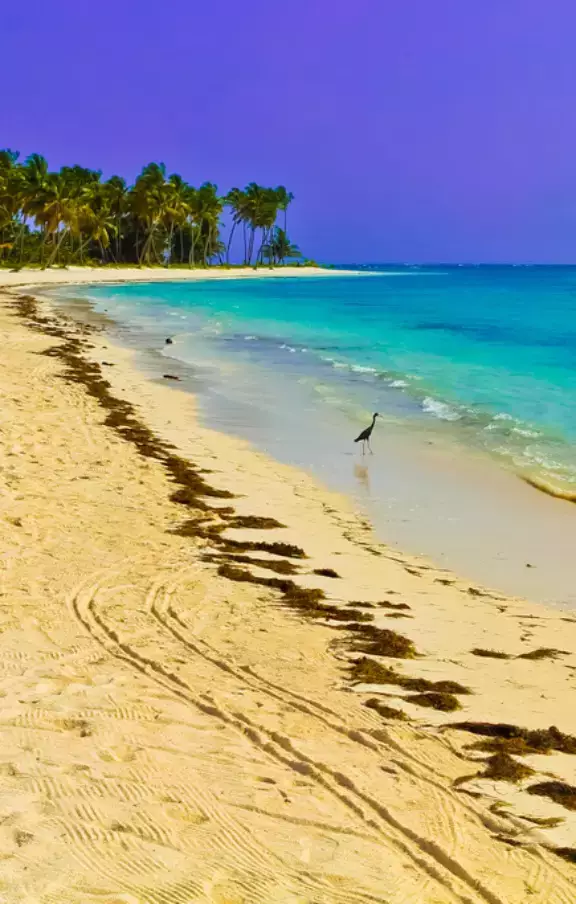 Panorama de Punta Cana, destacando a exuberância da natureza, as areias finas e o mar reluzente. Uma jornada visual pelo paraíso tropical.